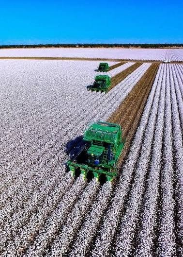 Cotton harvesters working an Auscott field